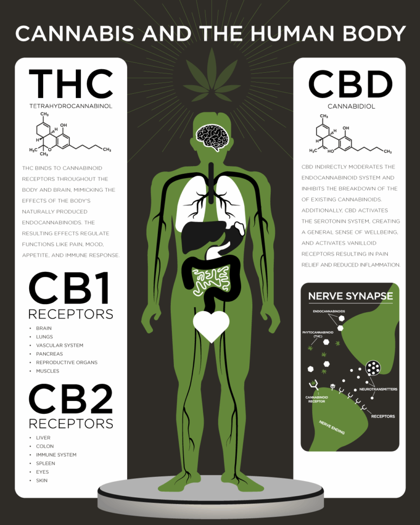 Cannabis and the human body infographic detailing how THC and CBD interact with the endocannabinoid system and seratonin system.