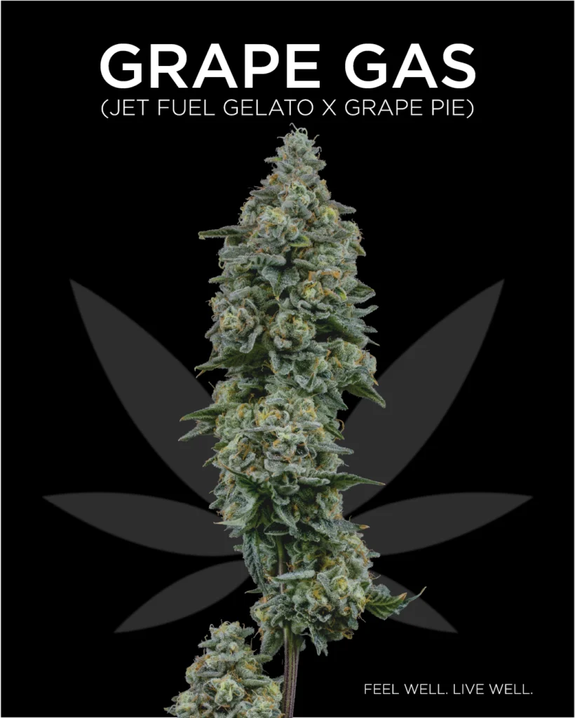 Macro Photography image stack of the cannabis strain Grape Gas's cola containing vibrant green buds with yellow stigmas and dense trichomes