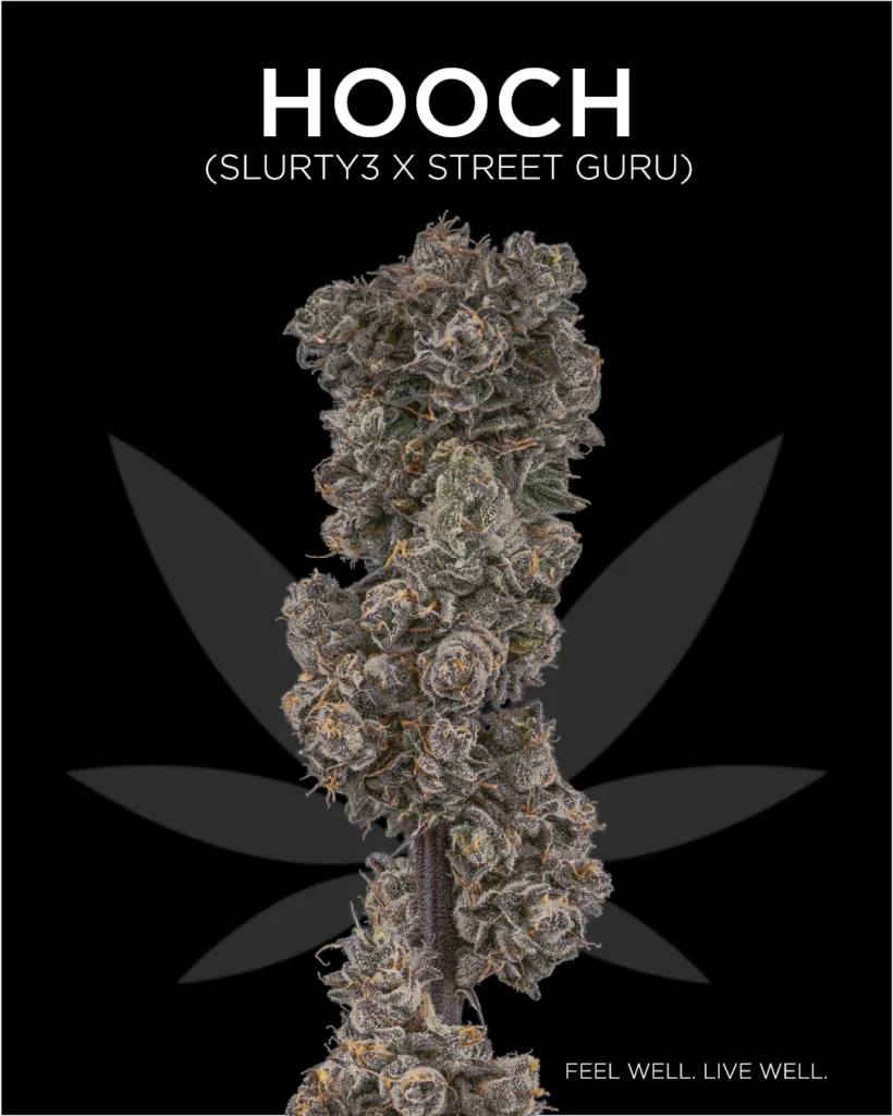 Macro Photography image stack of the cannabis strain Hooch's cola containing purple buds with orange stigmas and dense trichomes
