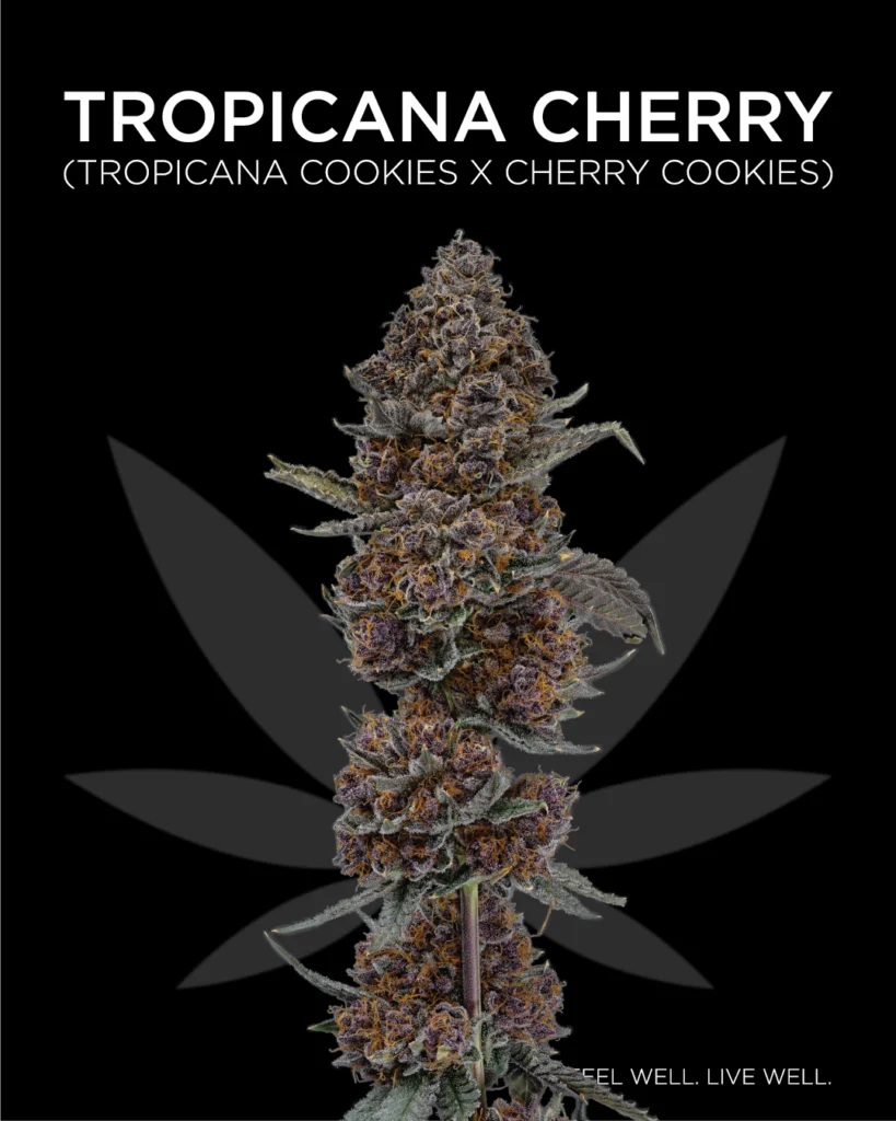 Macro Photography image stack of the cannabis strain Tropicana Cherry's cola containing vibrant purple buds with deep orange stigmas and dense trichomes