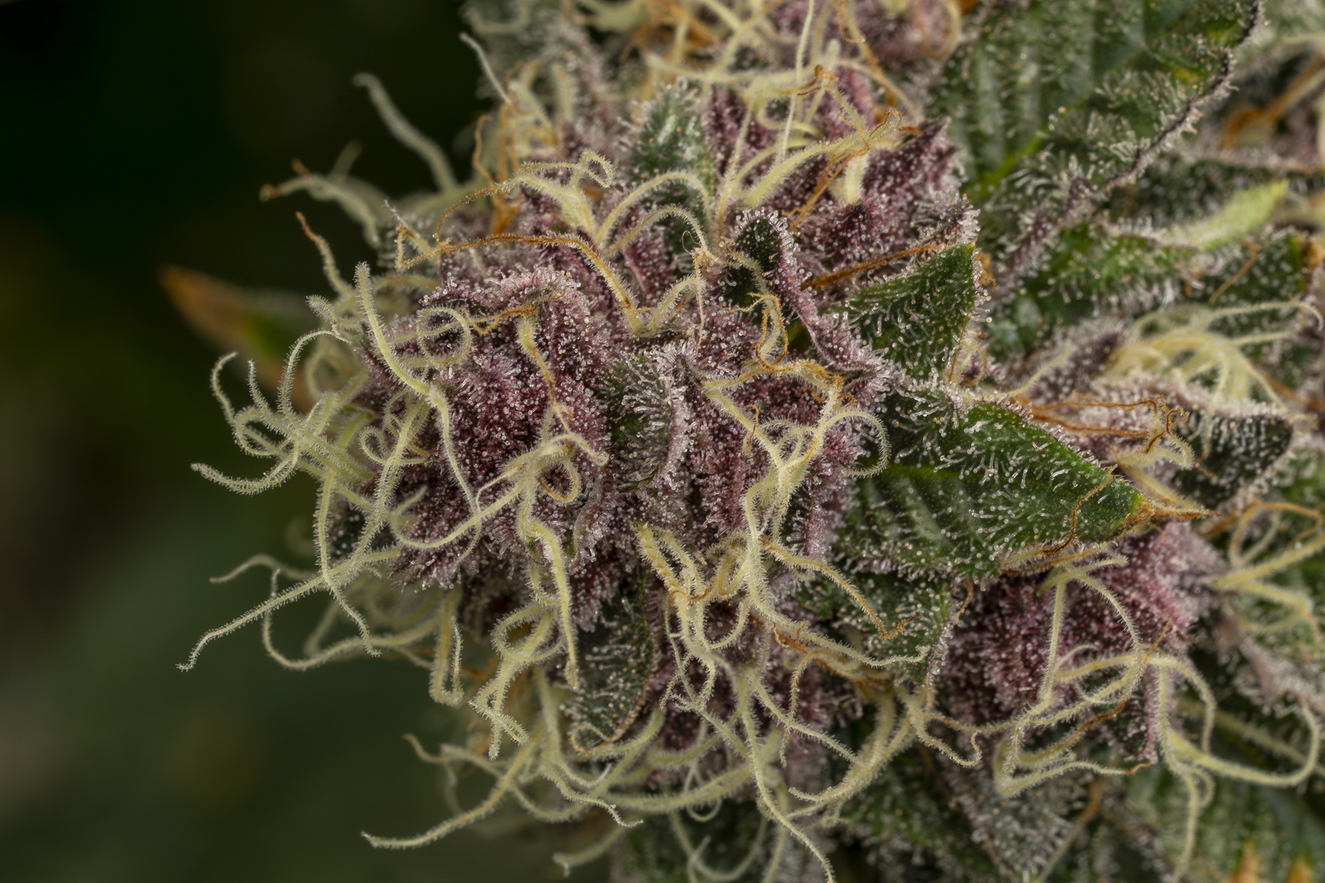 Tropicana Cherry cannabis flower macro shot showing dense purple and green buds covered in milky white trichomes and cream-colored pistils, grown at Enlighten Alaska's Anchorage cultivation facility