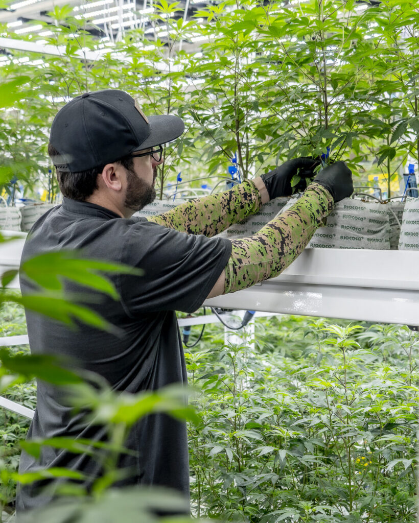 Enlighten Alaska CEO Evan Levinton tending cannabis plants in the company's indoor grow facility in Anchorage