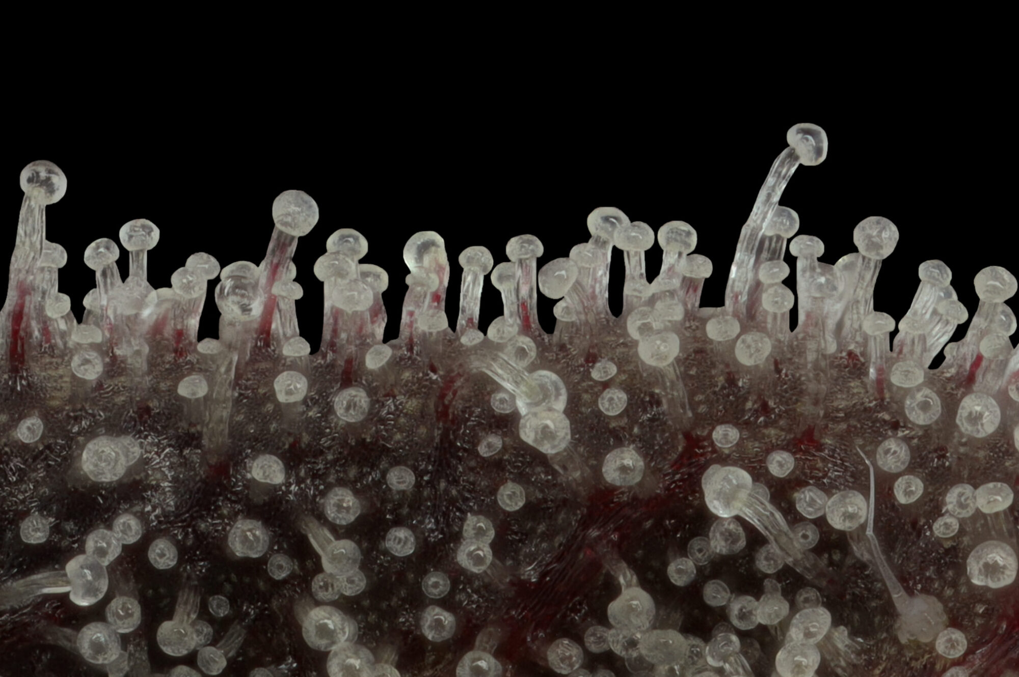 Macro Photography image of Enlighten Alaska's Banana Banshee cannabis trichomes